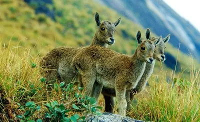 South India Wildlife Tour - Delhi-Bangalore-Mysore-Nagarhole-Bandipur-Ooty-Munnar-Periyar-Kumarakom-Kochi Tour Package | KoiKoi Travel