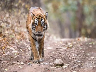 Golden Triangle Tour with Ranthambore Tiger Safari - Delhi-Agra-Ranthambore-Jaipur Tour Package | KoiKoi Travel