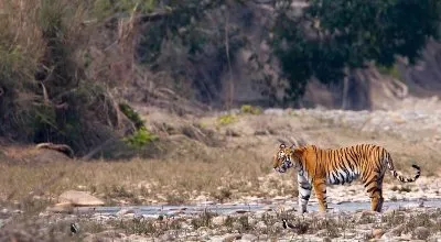 North India Wildlife Cultural Tour - Delhi-Jaipur-Ranthambore-Agra-Bandhavgarh-Kanha National Park-Pench-Nagpur-Delhi Tour Package | KoiKoi Travel