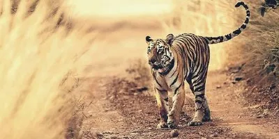 Jim Corbett Wildlife Tour from Delhi - Delhi-Delhi Tour Package | KoiKoi Travel