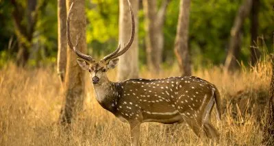 Pench Wildlife Tour from Nagpur - Nagpur-Pench National Park-Nagpur Tour Package | KoiKoi Travel