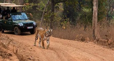 Tadoba Wildlife Tour from Mumbai - Nagpur-Tadoba Tour Package | KoiKoi Travel