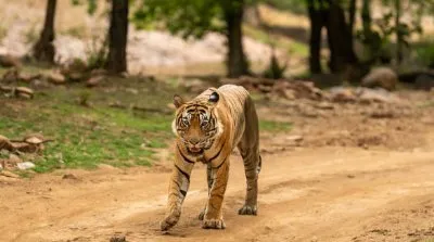 Golden Triangle Tour with Sariska - Delhi-Agra-Jaipur-Sariska Tour Package | KoiKoi Travel