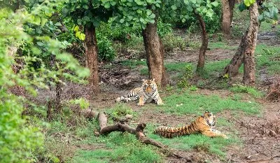 Rajasthan Wildlife Tour - Jaipur-Ranthambhore-Bharatpur-Sariska-Jaipur Tour Package | KoiKoi Travel
