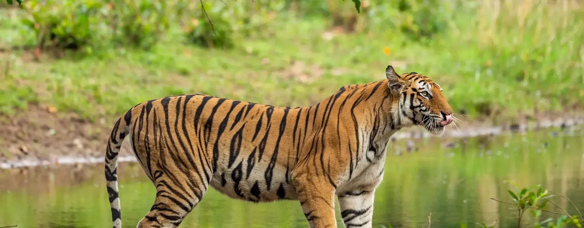 Wildlife Tour Packages