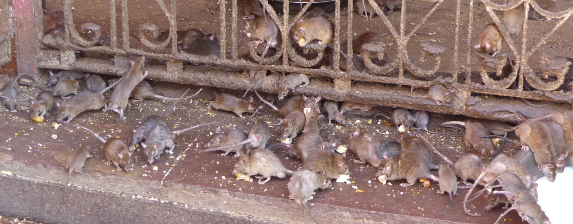 Bikaner
