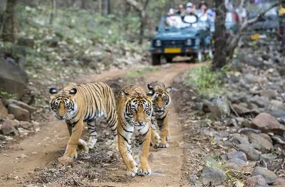 Delhi Ranthambore Bundi Jaipur Tour - Delhi-Ranthambore-Bundi-Jaipur-Delhi Tour Package | KoiKoi Travel