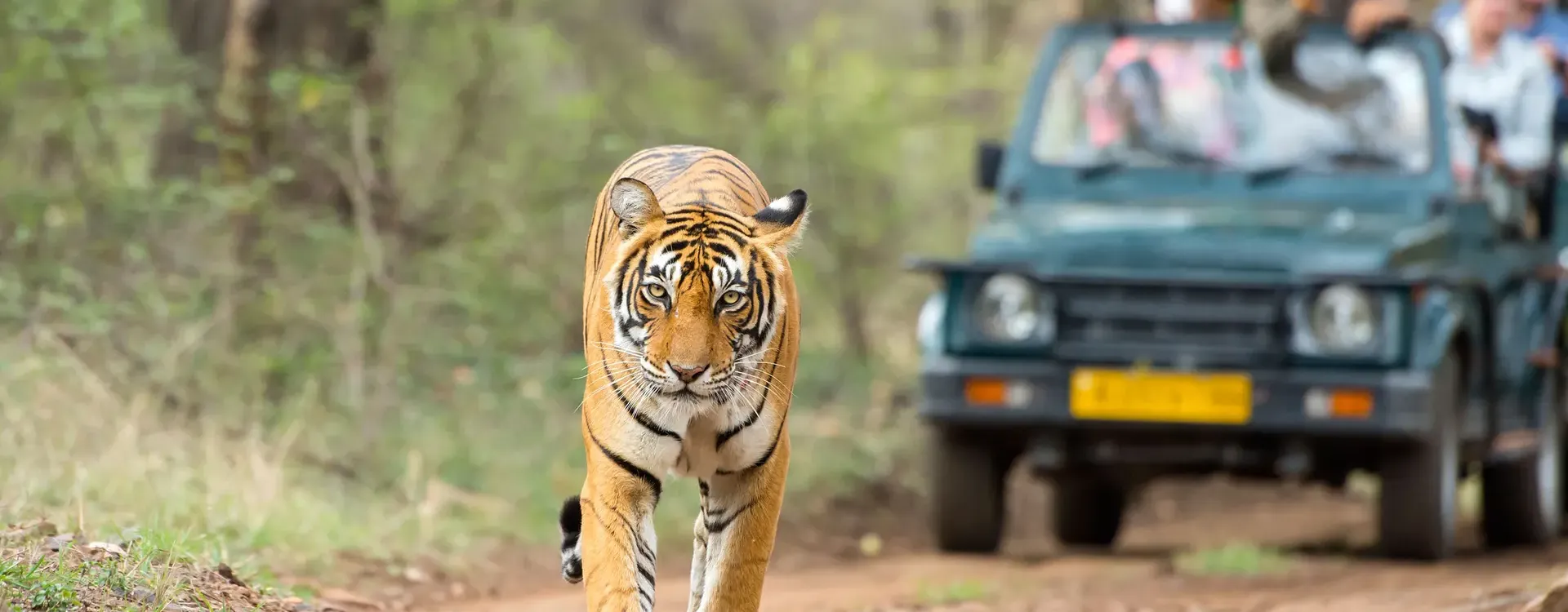 Ranthambore