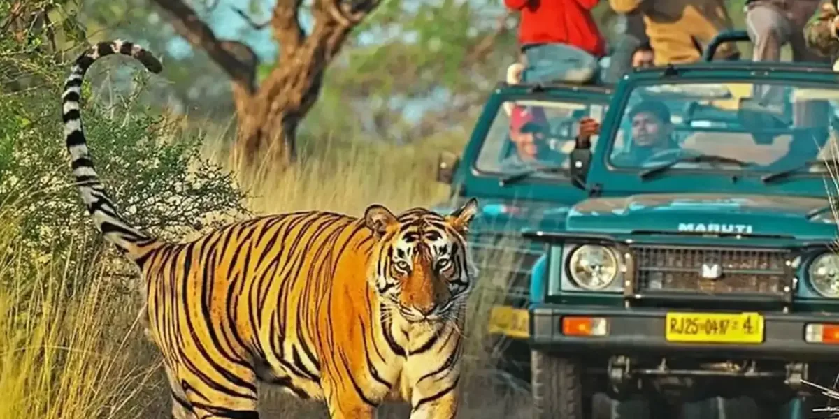 Ranthambore Tour Packages & Sightseeing | Koikoi travel