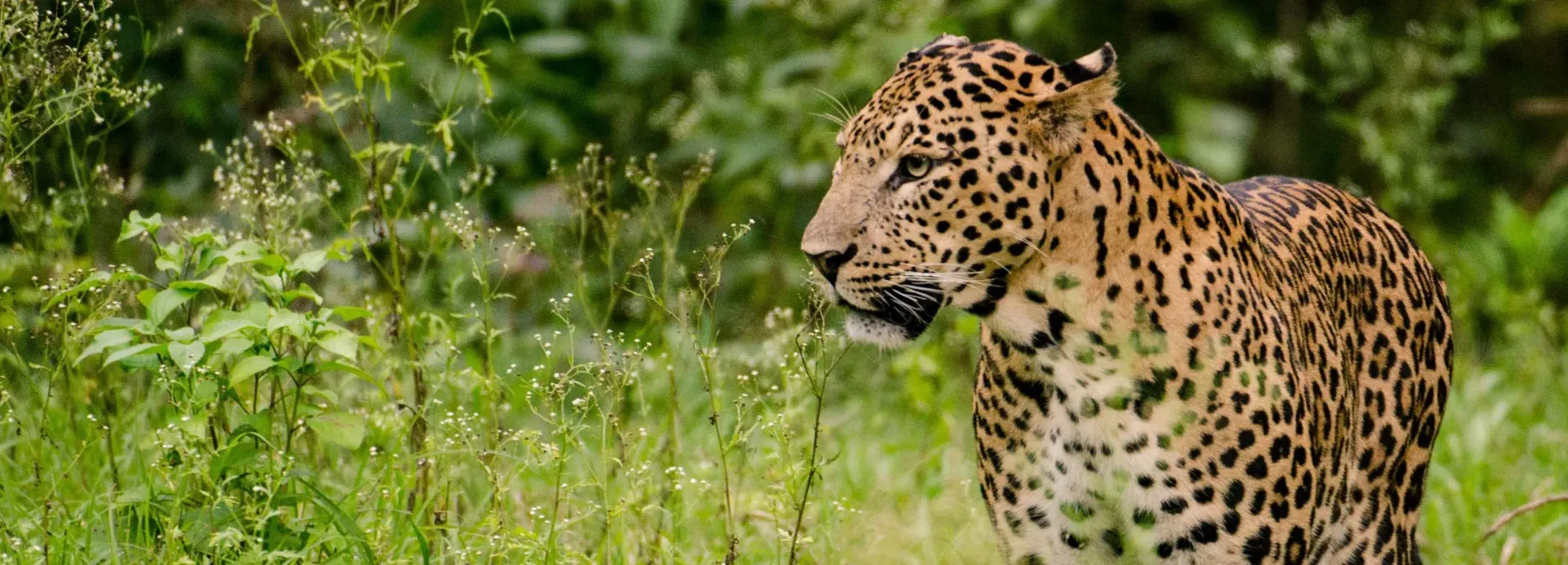 Nagarhole