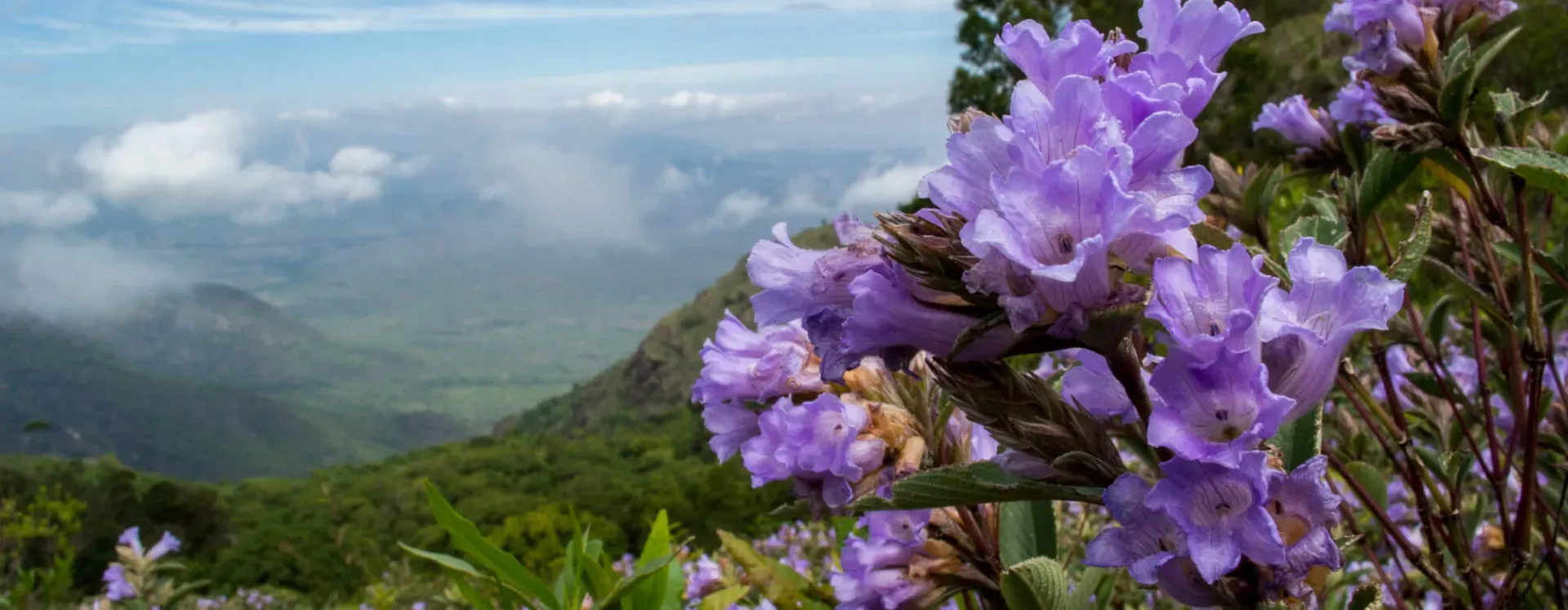 Munnar