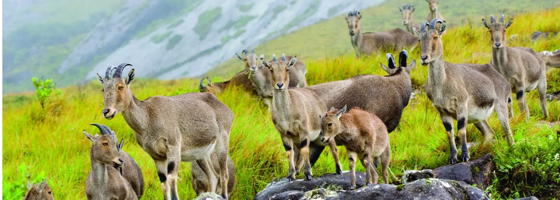 Munnar