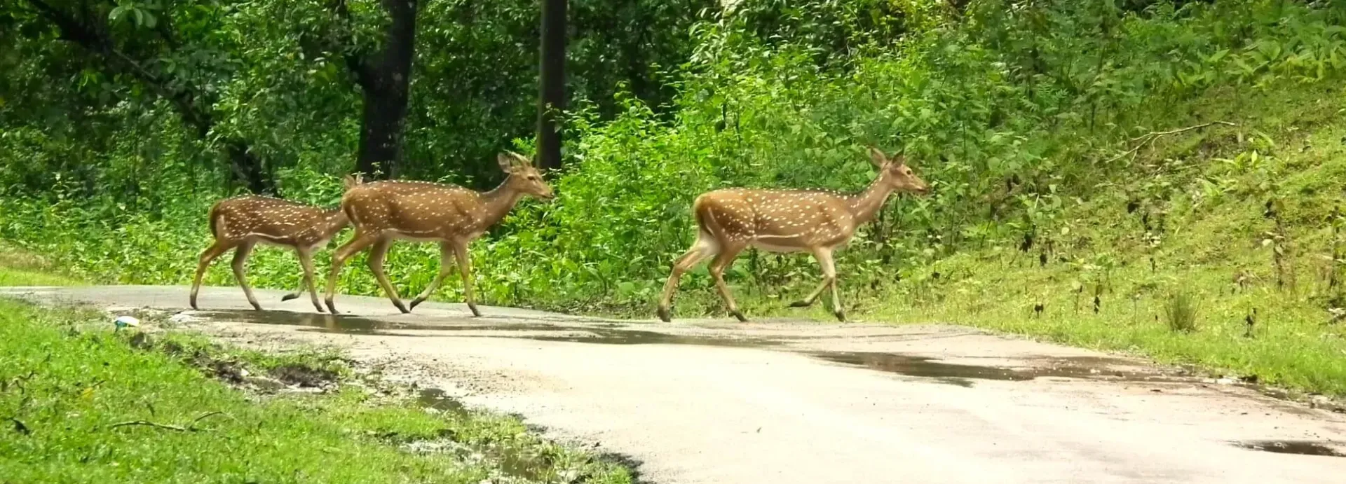 Nagarhole